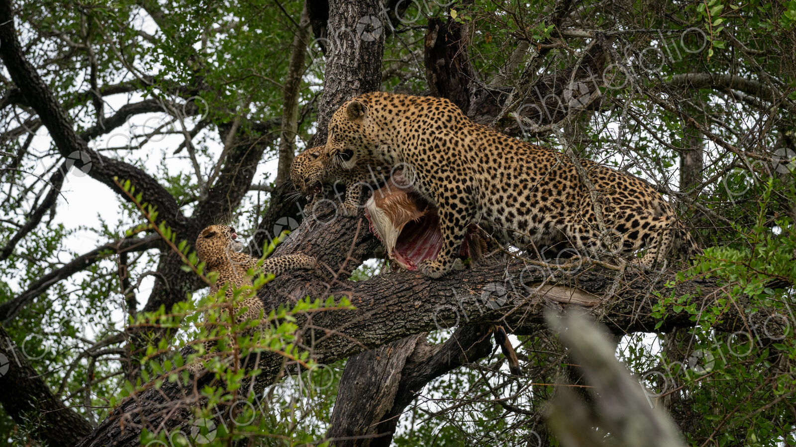Leopard, Panthera pardus, in a tree, with cubs feeding.
