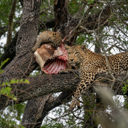 Leopard, Panthera pardus, in a tree, with cubs feeding. Leopard, Panthera pardus, in a tree, with cubs feeding.