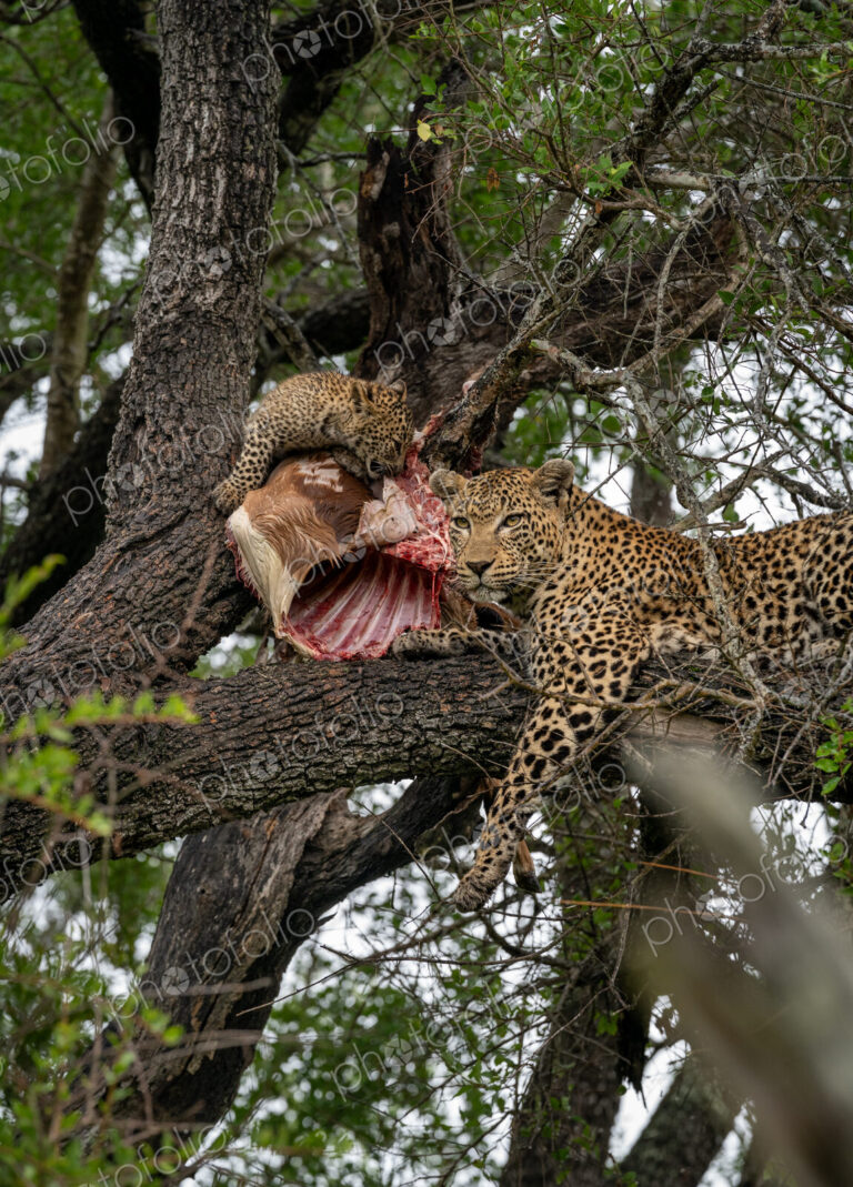 Leopard, Panthera pardus, in a tree, with cubs feeding.