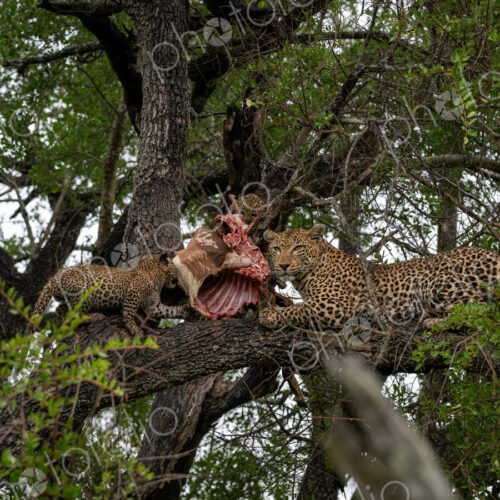 Leopard, Panthera pardus, in a tree, with cubs feeding. Leopard, Panthera pardus, in a tree, with cubs feeding.