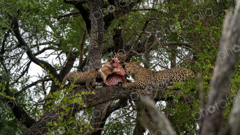Leopard, Panthera pardus, in a tree, with cubs feeding.
