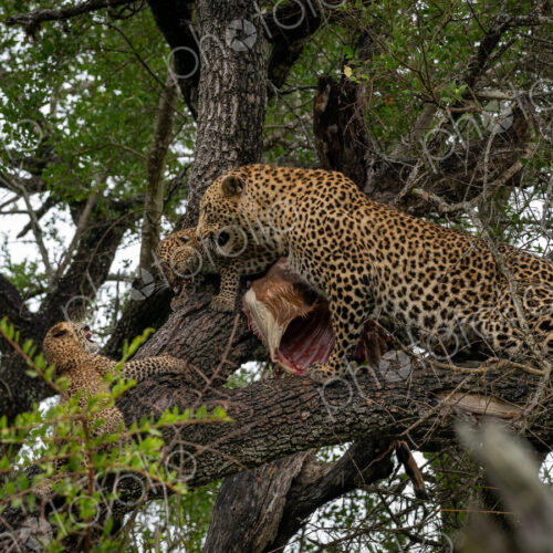 Leopard, Panthera pardus, in a tree, with cubs feeding. Leopard, Panthera pardus, in a tree, with cubs feeding.