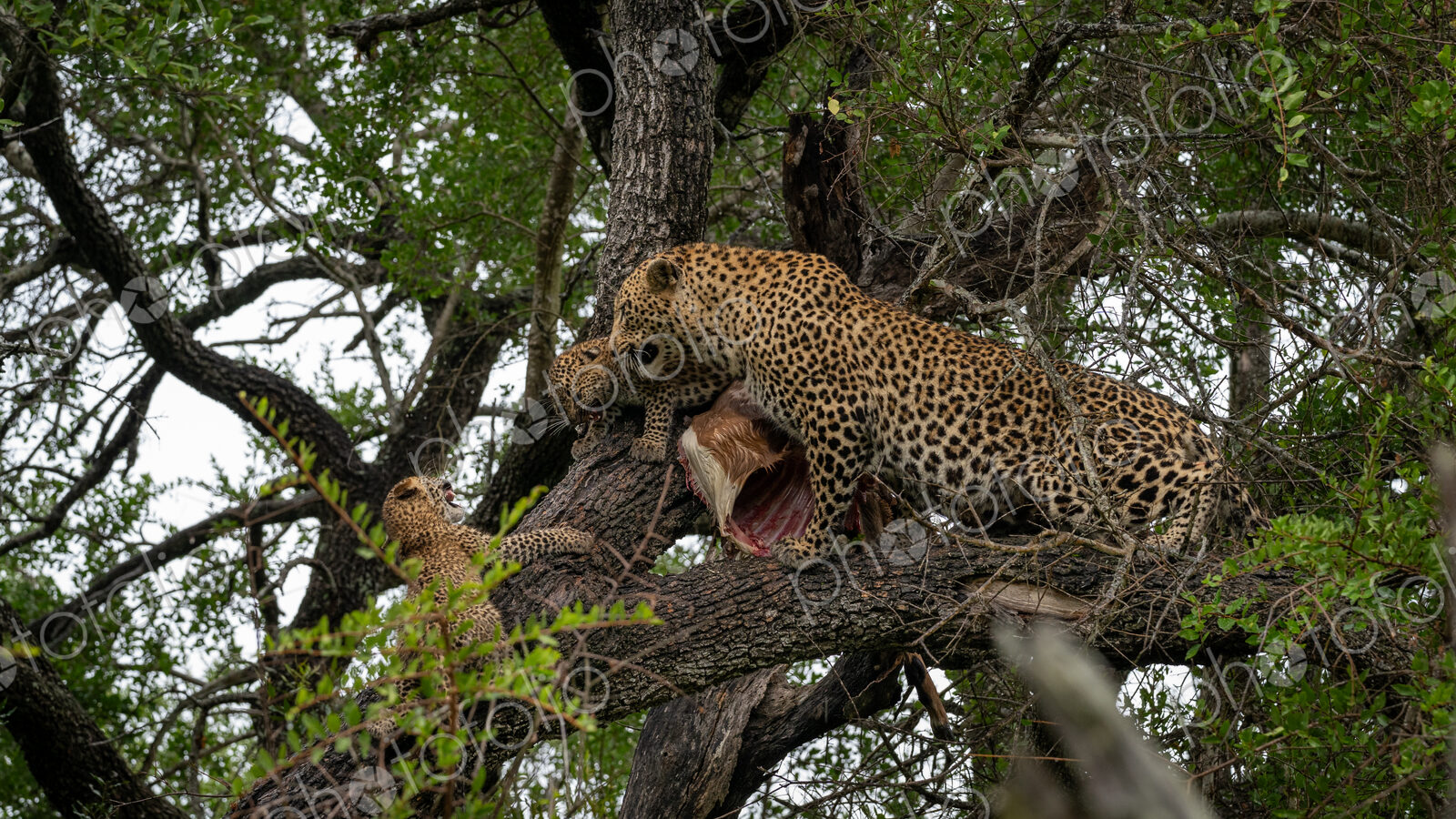 Leopard, Panthera pardus, in a tree, with cubs feeding.