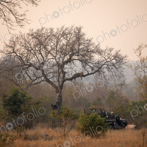 Leopard, Panthera pardus, in a tree with safari vehicle watching. Leopard, Panthera pardus, in a tree with safari vehicle watching.