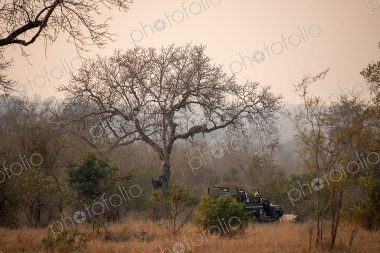 Leopard, Panthera pardus, in a tree with safari vehicle watching.