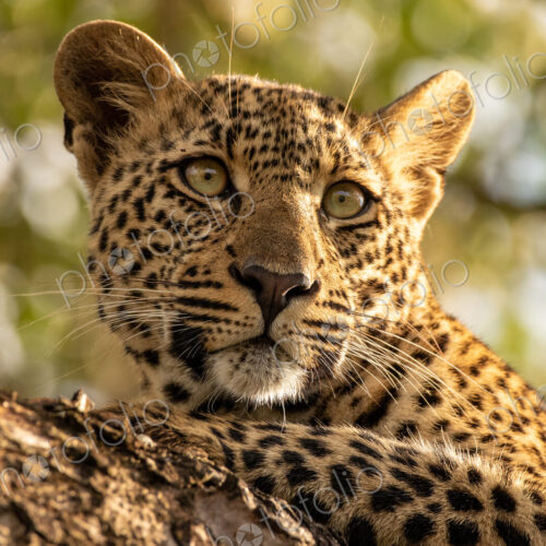 Leopard, Panthera pardus, leopard cub lying in a tree. Leopard, Panthera pardus, leopard cub lying in a tree.