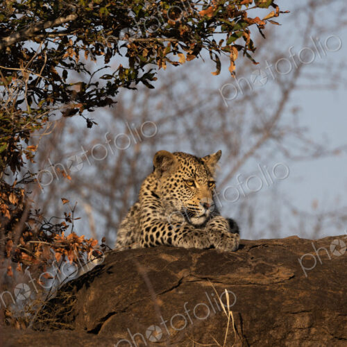 Leopard, Panthera pardus, leopard cub lying on a boulder.