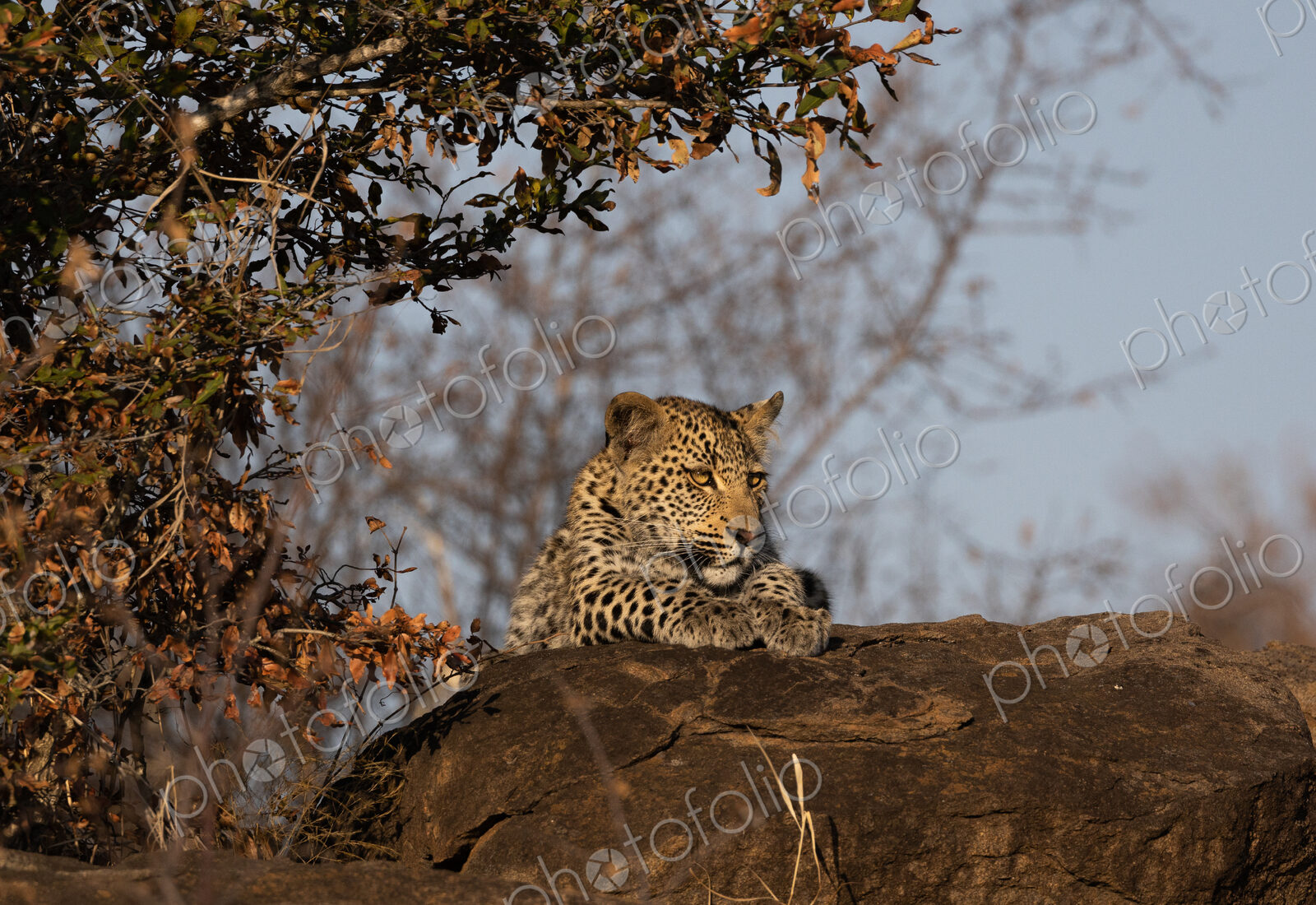 Leopard, Panthera pardus, leopard cub lying on a boulder.