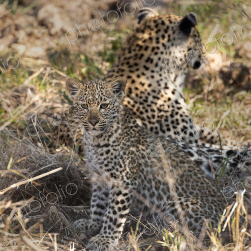 Leopard, Panthera pardus, leopard cub sitting in tall grass, direct gaze.