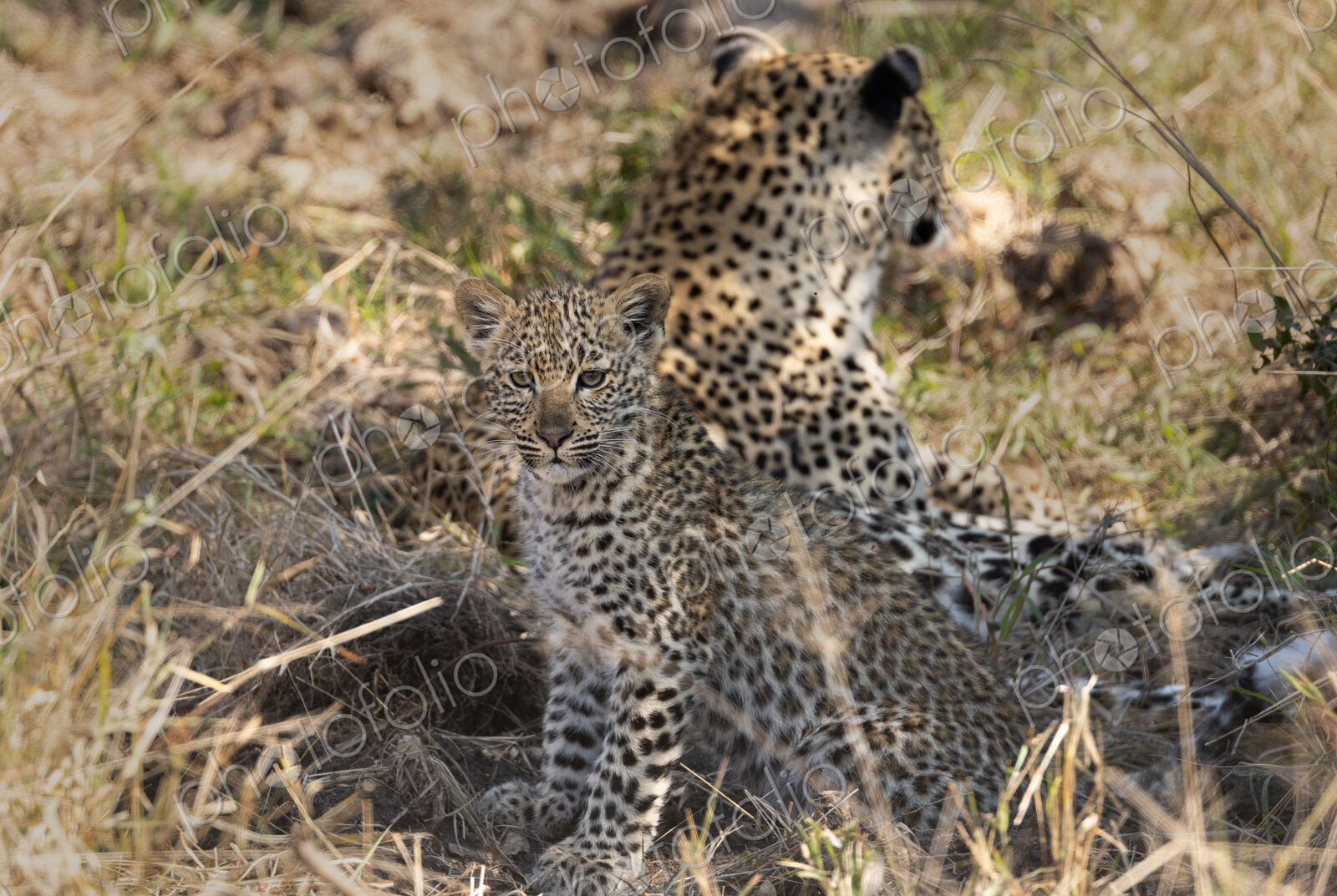 Leopard, Panthera pardus, leopard cub sitting in tall grass, direct gaze.