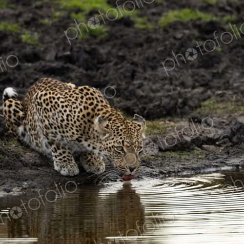 Leopard, Panthera pardus, leopard drinking from a waterhole.