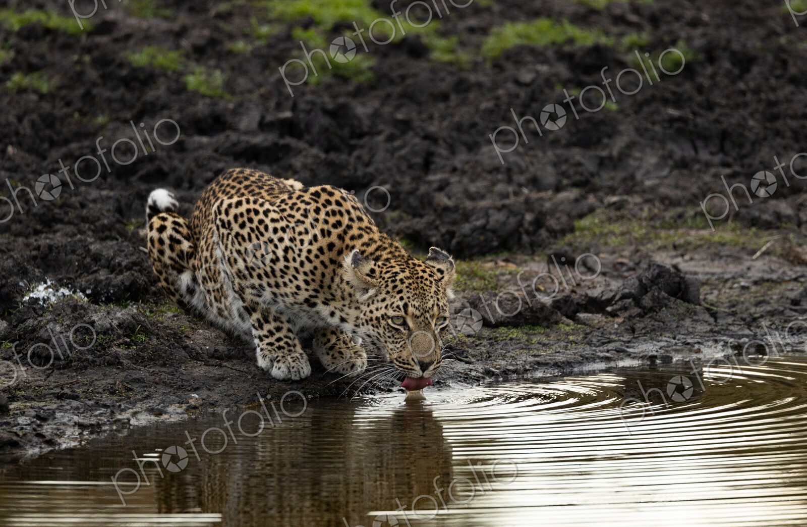 Leopard, Panthera pardus, leopard drinking from a waterhole.