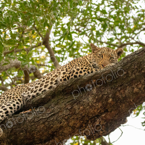 Leopard, Panthera pardus, leopard lying in a tree. Leopard, Panthera pardus, leopard lying in a tree.