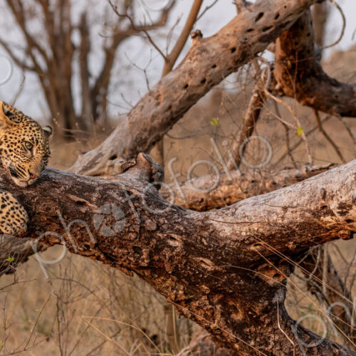 Leopard, Panthera pardus, leopard lying on log. Leopard, Panthera pardus, leopard lying on log.