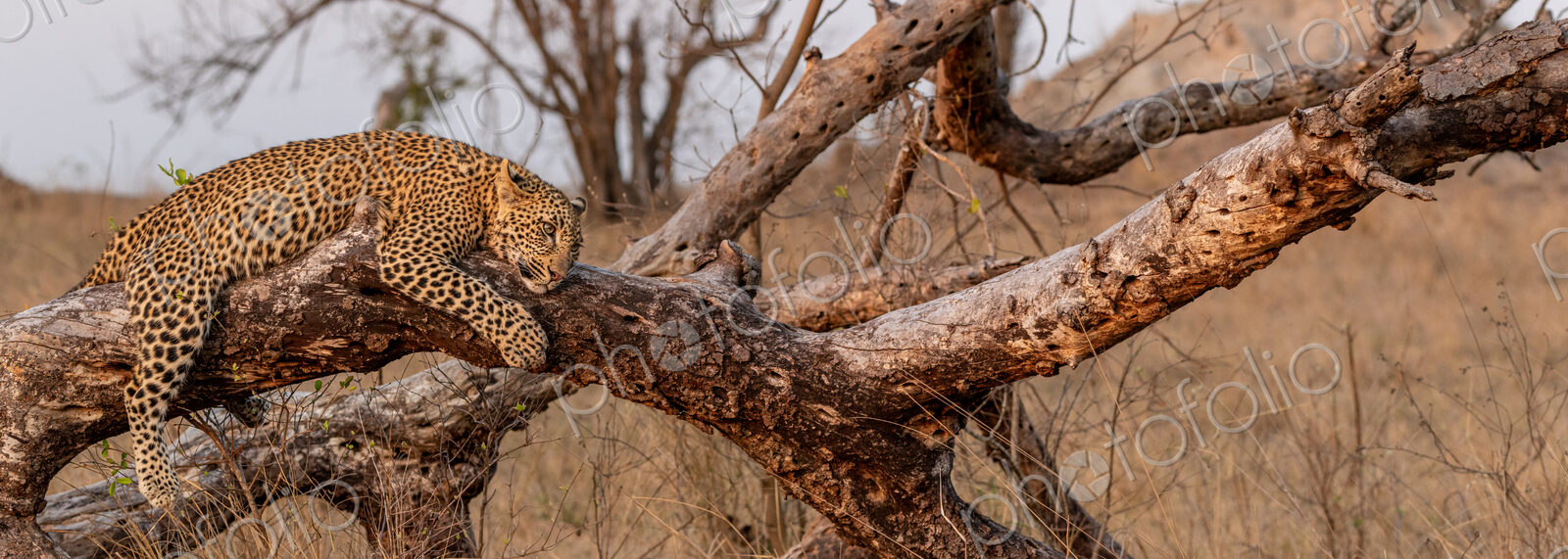 Leopard, Panthera pardus, leopard lying on log.