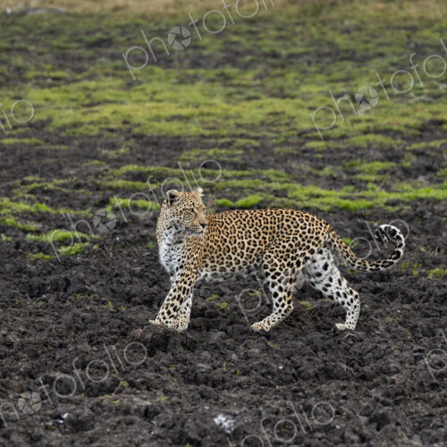 Leopard, Panthera pardus, leopard walking through a muddy patch.