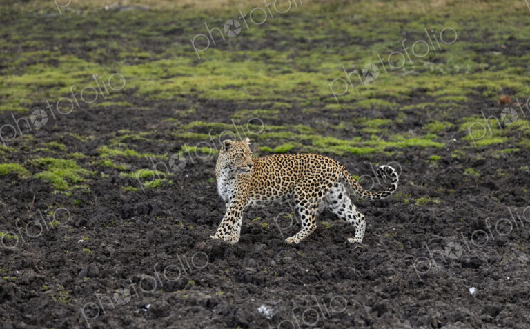 Leopard, Panthera pardus, leopard walking through a muddy patch.