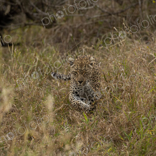 Leopard, Panthera pardus, leopard walking through tall grass.