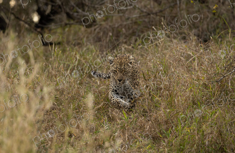 Leopard, Panthera pardus, leopard walking through tall grass.
