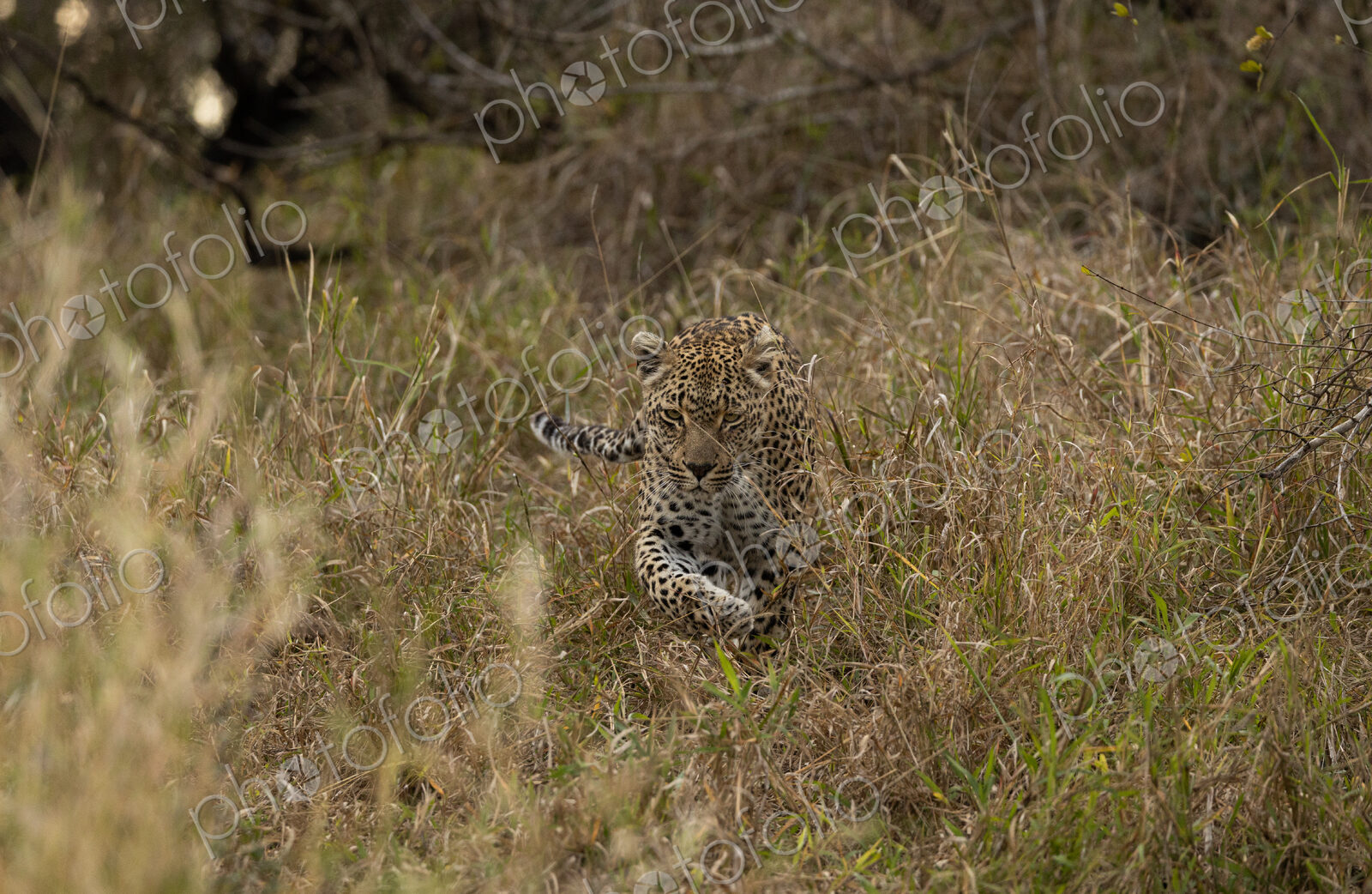 Leopard, Panthera pardus, leopard walking through tall grass.