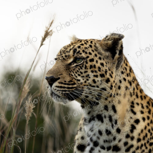 Leopard, Panthera pardus, looking out, close up. Leopard, Panthera pardus, looking out, close up.