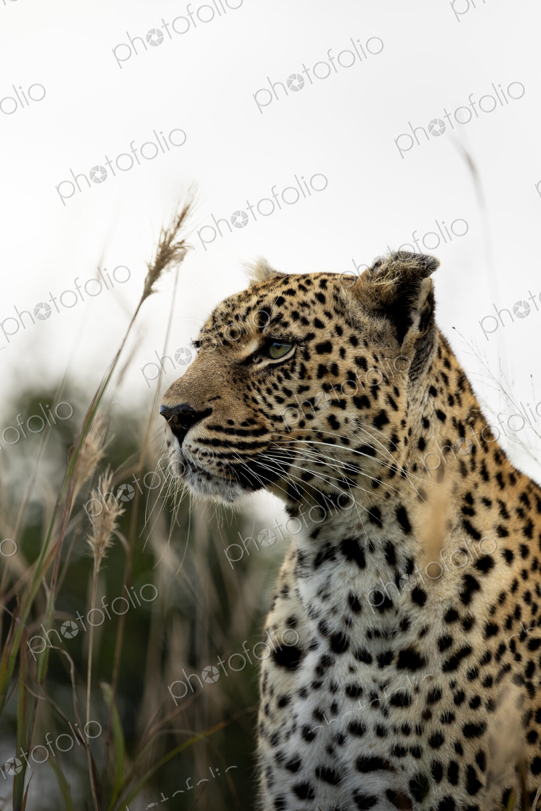 Leopard, Panthera pardus, looking out, close up.