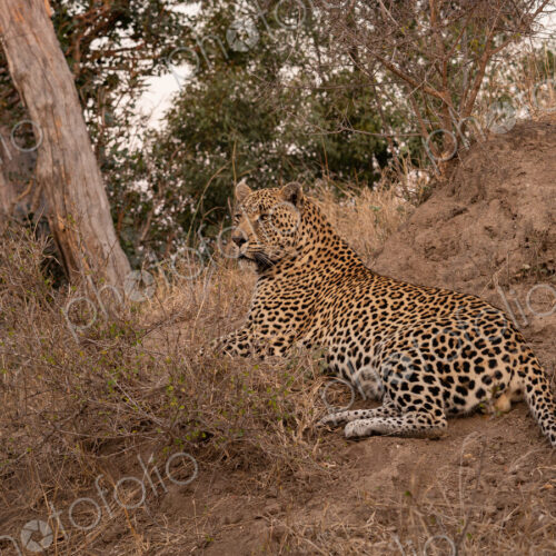 Leopard, Panthera pardus, lying down on a mound.