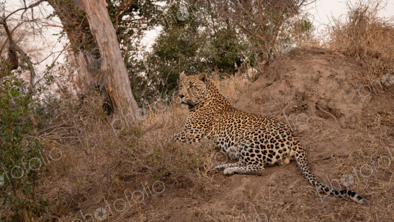 Leopard, Panthera pardus, lying down on a mound.