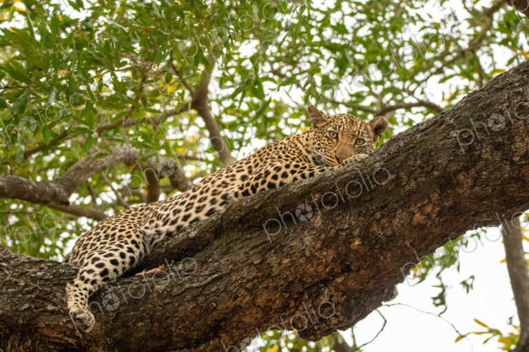 Leopard, Panthera pardus, lying in a tree.