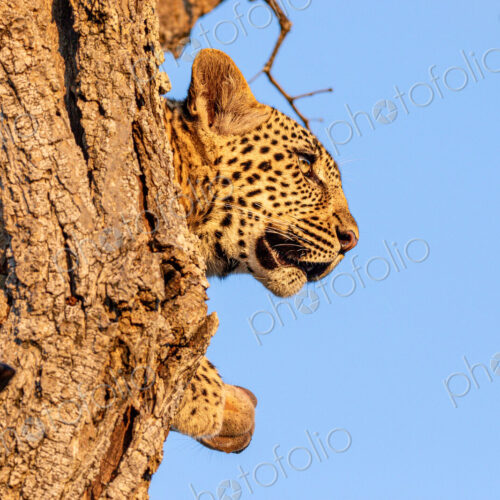 Leopard, Panthera pardus, lying in tree, close-up. Leopard, Panthera pardus, lying in tree, close-up.