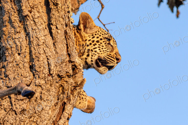 Leopard, Panthera pardus, lying in tree, close-up.