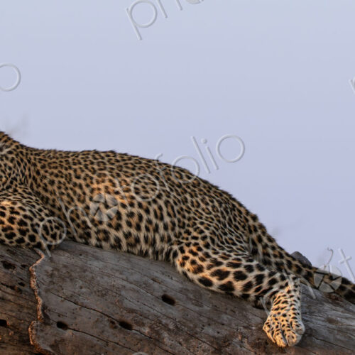 Leopard, Panthera pardus, lying on a branch, snarling.