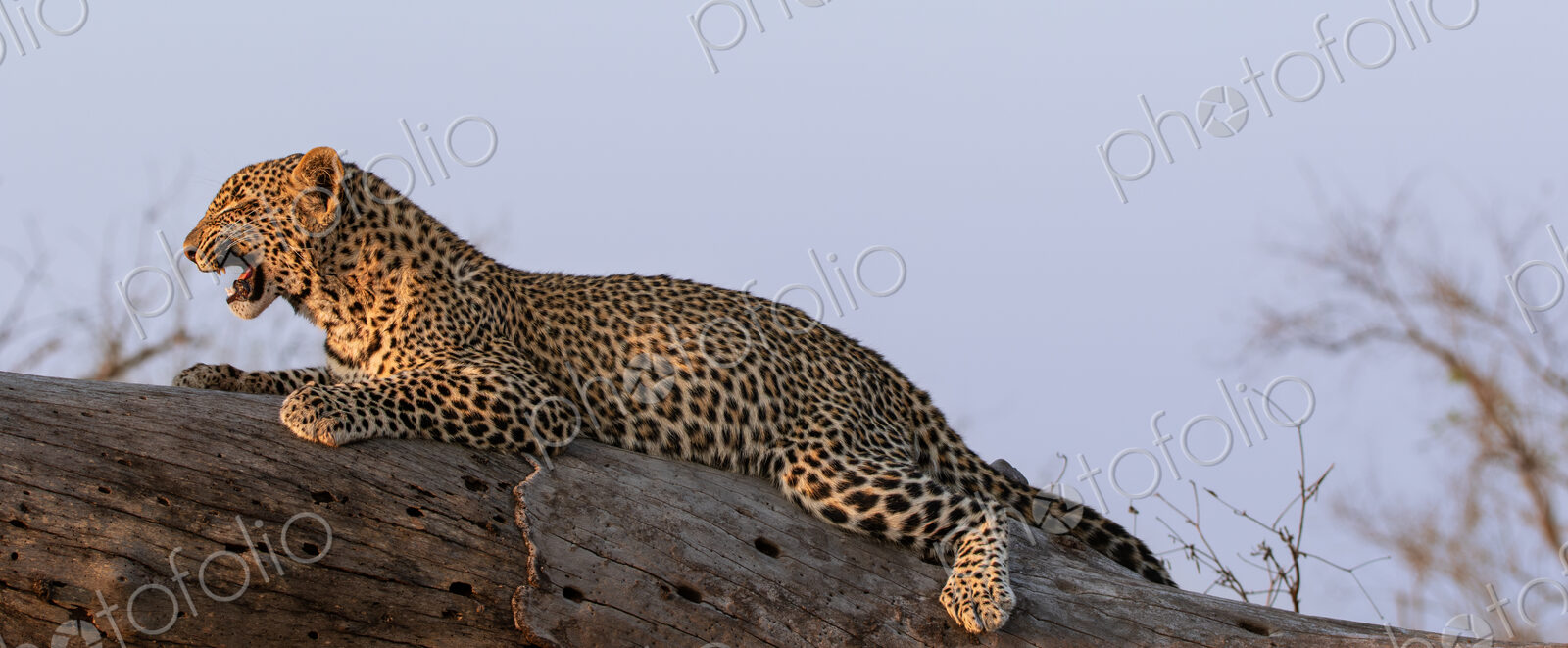 Leopard, Panthera pardus, lying on a branch, snarling.
