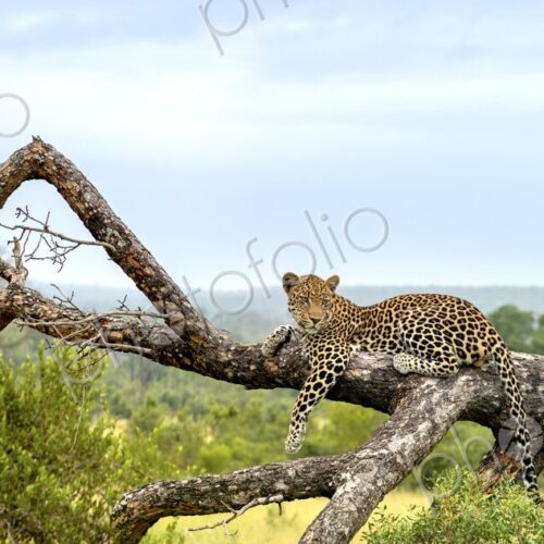 Leopard, Panthera pardus, lying on a fallen marula tree with landscape behind. Leopard, Panthera pardus, lying on a fallen marula tree with landscape behind.