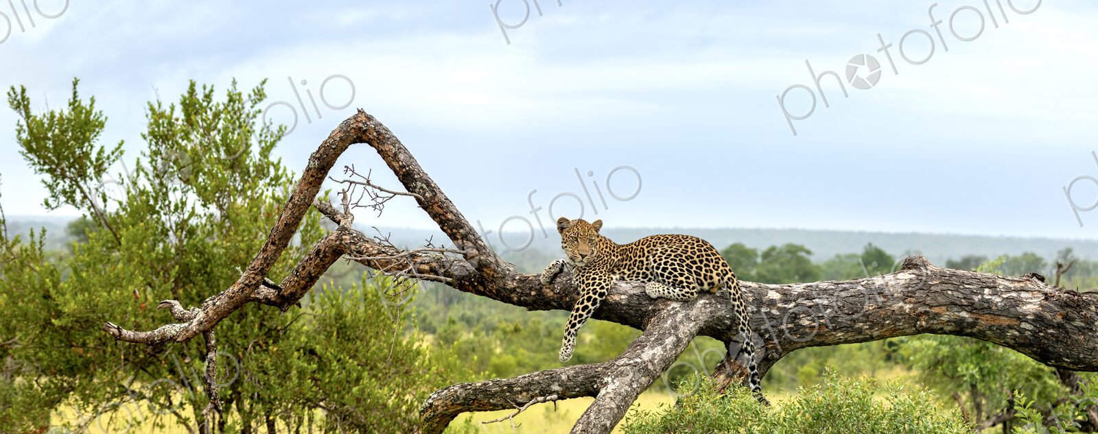 Leopard, Panthera pardus, lying on a fallen marula tree with landscape behind.