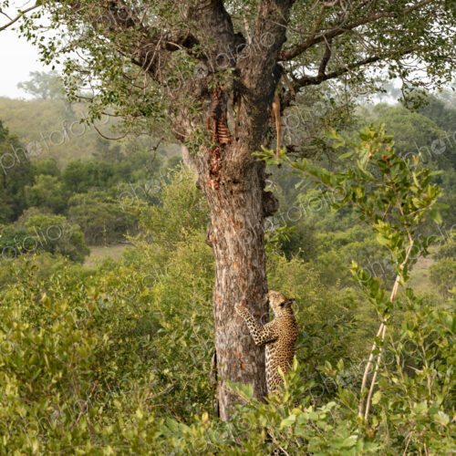 Leopard, Panthera pardus, male climbing a tree to a carcass. Leopard, Panthera pardus, male climbing a tree to a carcass.