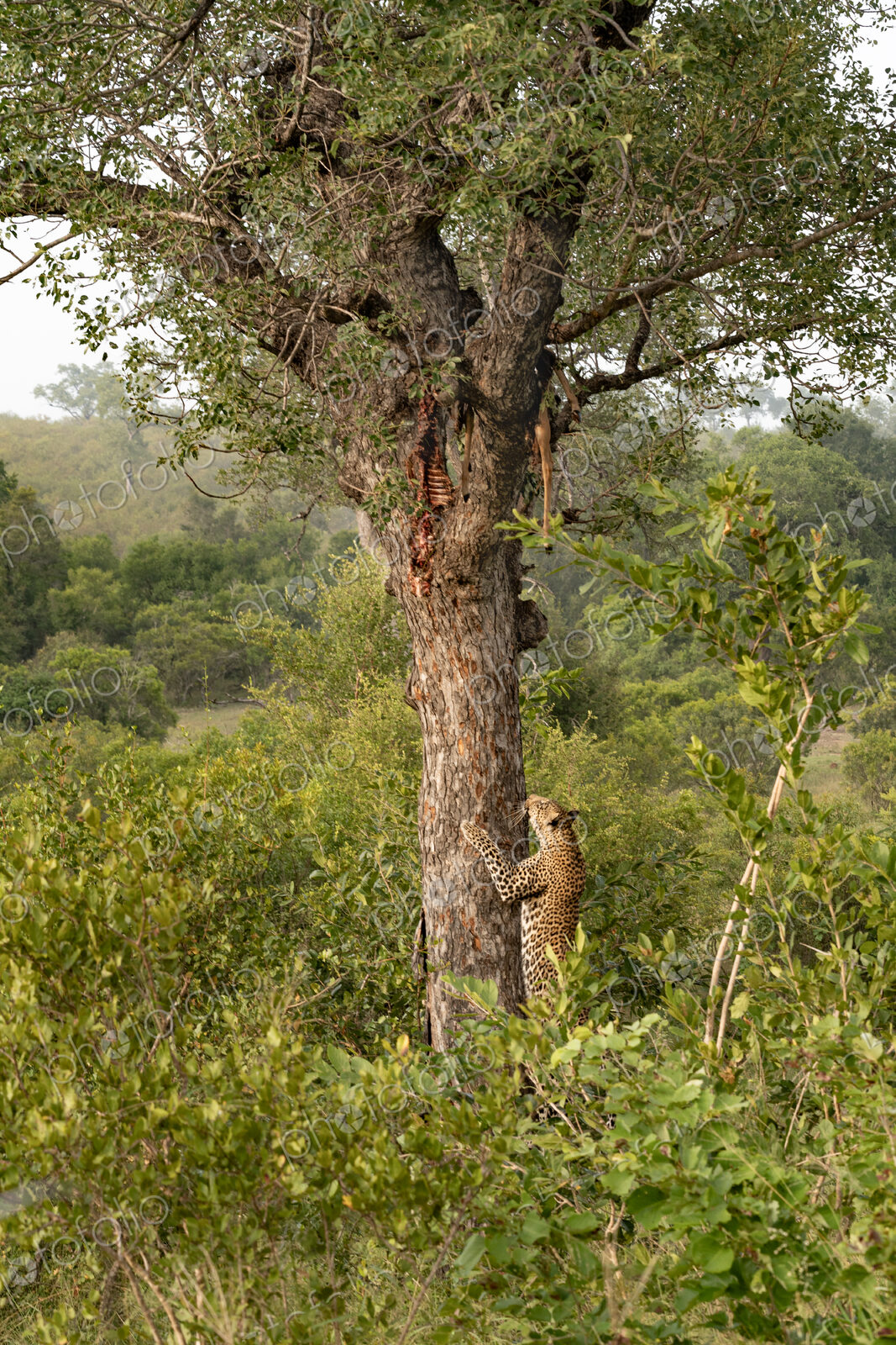 Leopard, Panthera pardus, male climbing a tree to a carcass.