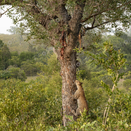 Leopard, Panthera pardus, male climbing a tree to a carcass. Leopard, Panthera pardus, male climbing a tree to a carcass.