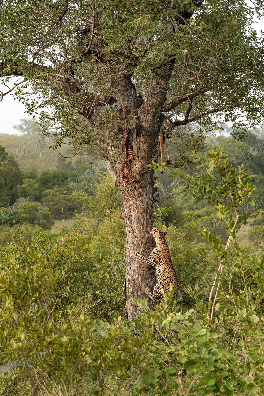 Leopard, Panthera pardus, male climbing a tree to a carcass.