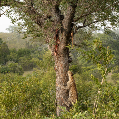 Leopard, Panthera pardus, male climbing a tree to a carcass. Leopard, Panthera pardus, male climbing a tree to a carcass.