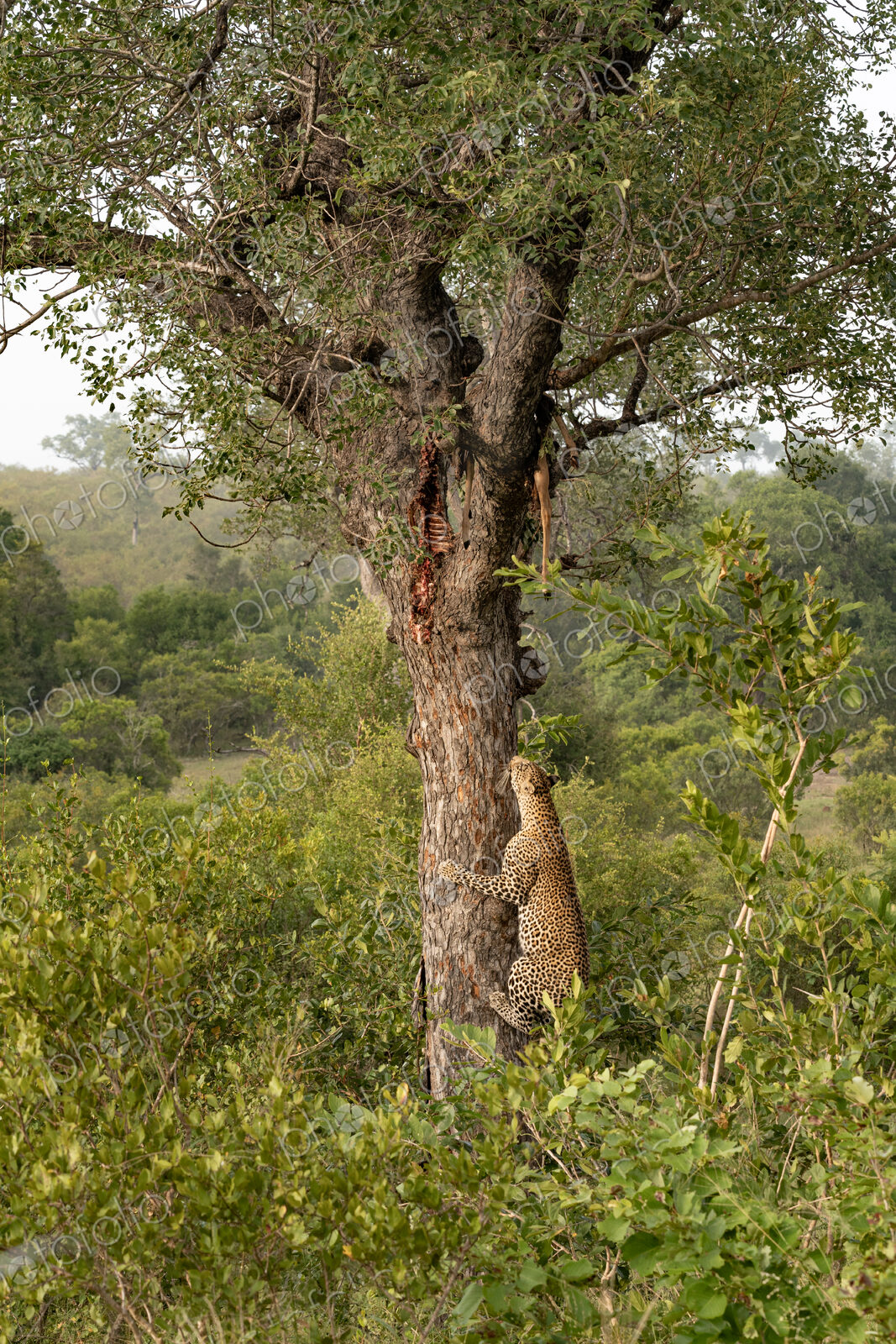 Leopard, Panthera pardus, male climbing a tree to a carcass.