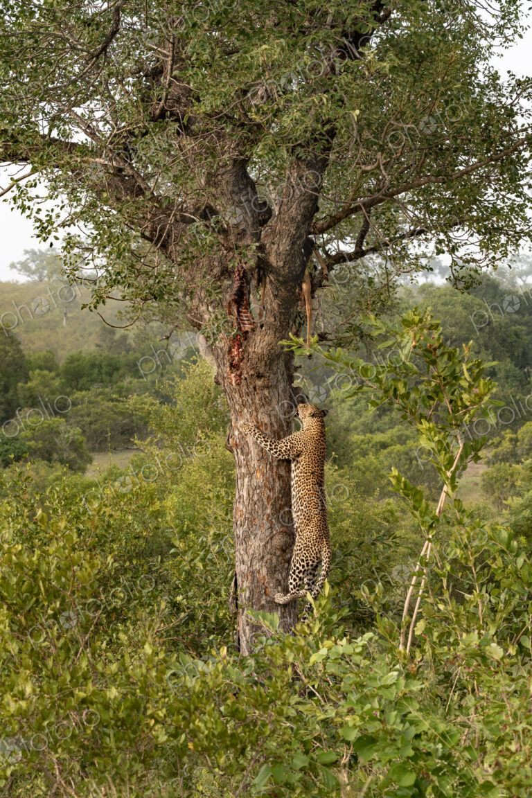 Leopard, Panthera pardus, male climbing a tree to a carcass.