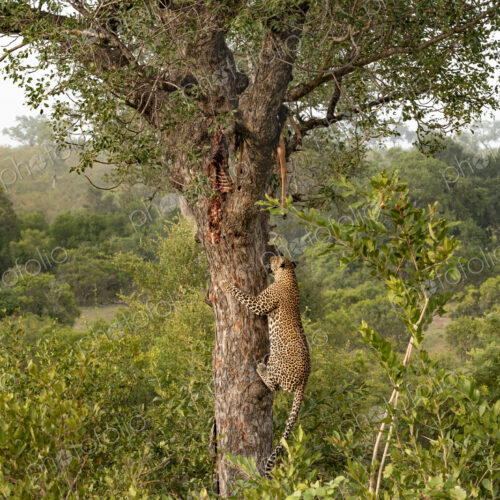 Leopard, Panthera pardus, male climbing a tree to a carcass. Leopard, Panthera pardus, male climbing a tree to a carcass.