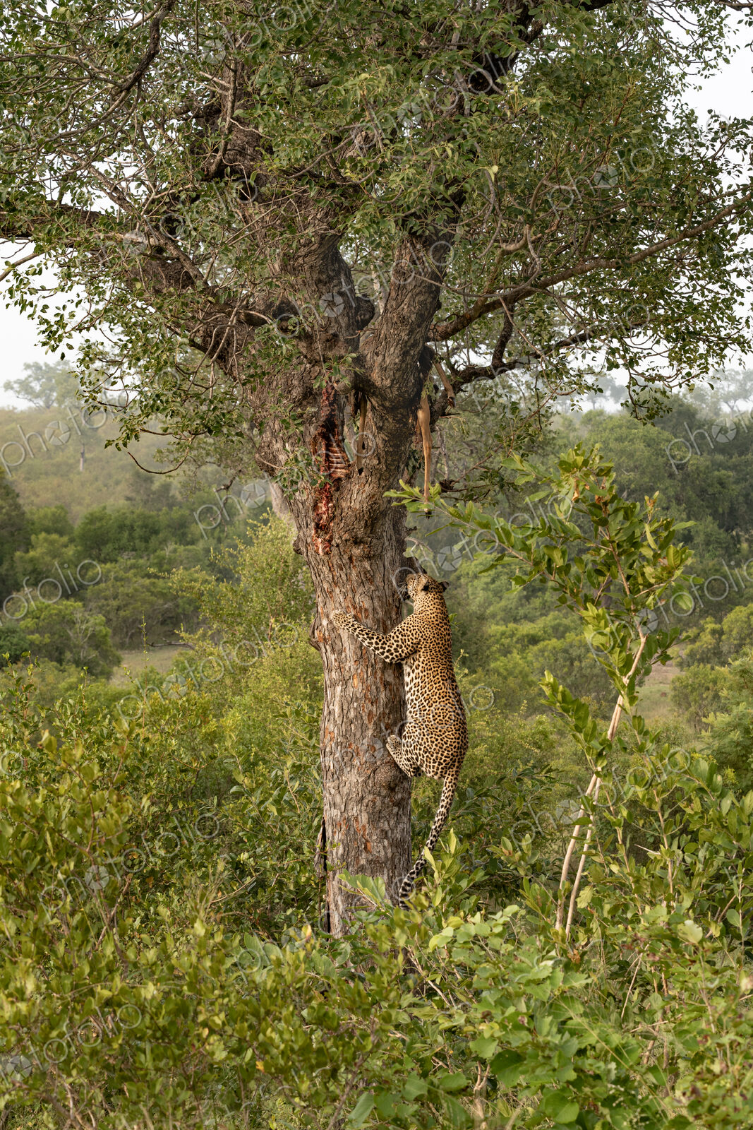 Leopard, Panthera pardus, male climbing a tree to a carcass.