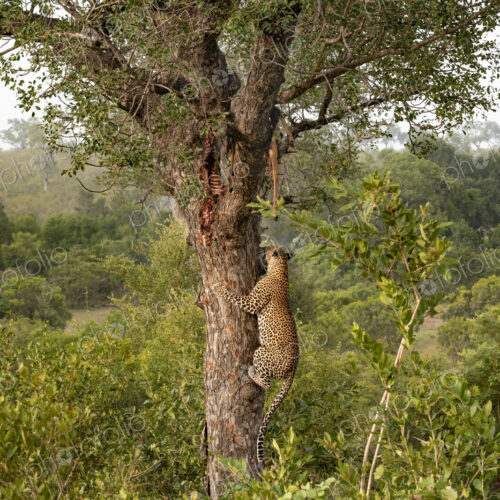 Leopard, Panthera pardus, male climbing a tree to a carcass. Leopard, Panthera pardus, male climbing a tree to a carcass.