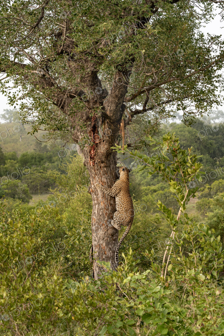 Leopard, Panthera pardus, male climbing a tree to a carcass.