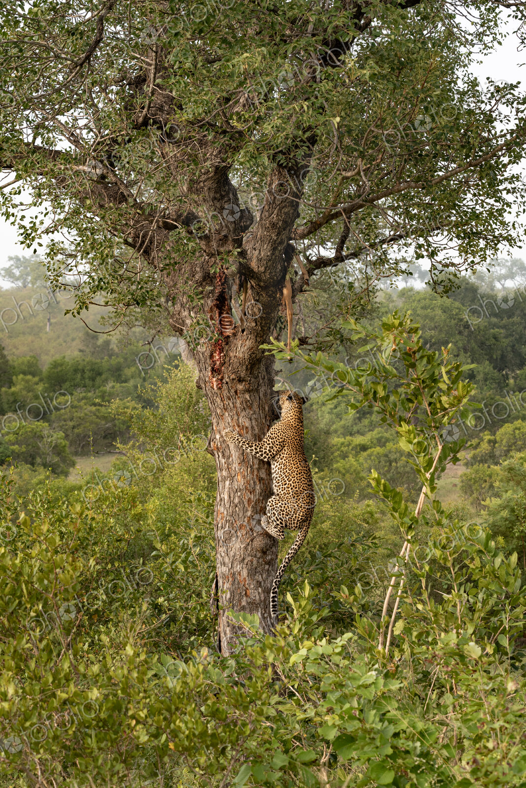 Leopard, Panthera pardus, male climbing a tree to a carcass.