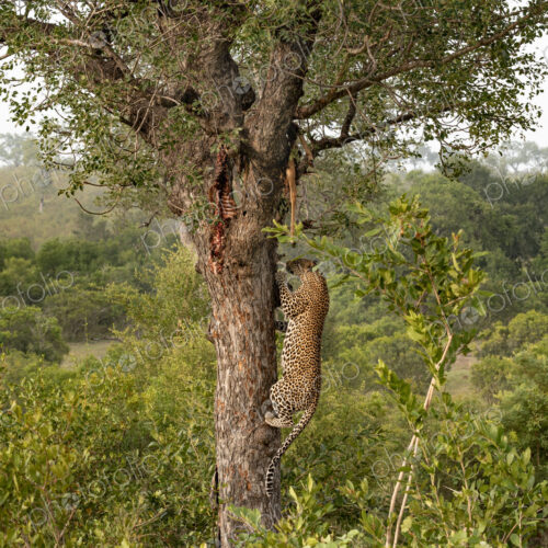Leopard, Panthera pardus, male climbing a tree to its kill. Leopard, Panthera pardus, male climbing a tree to its kill.