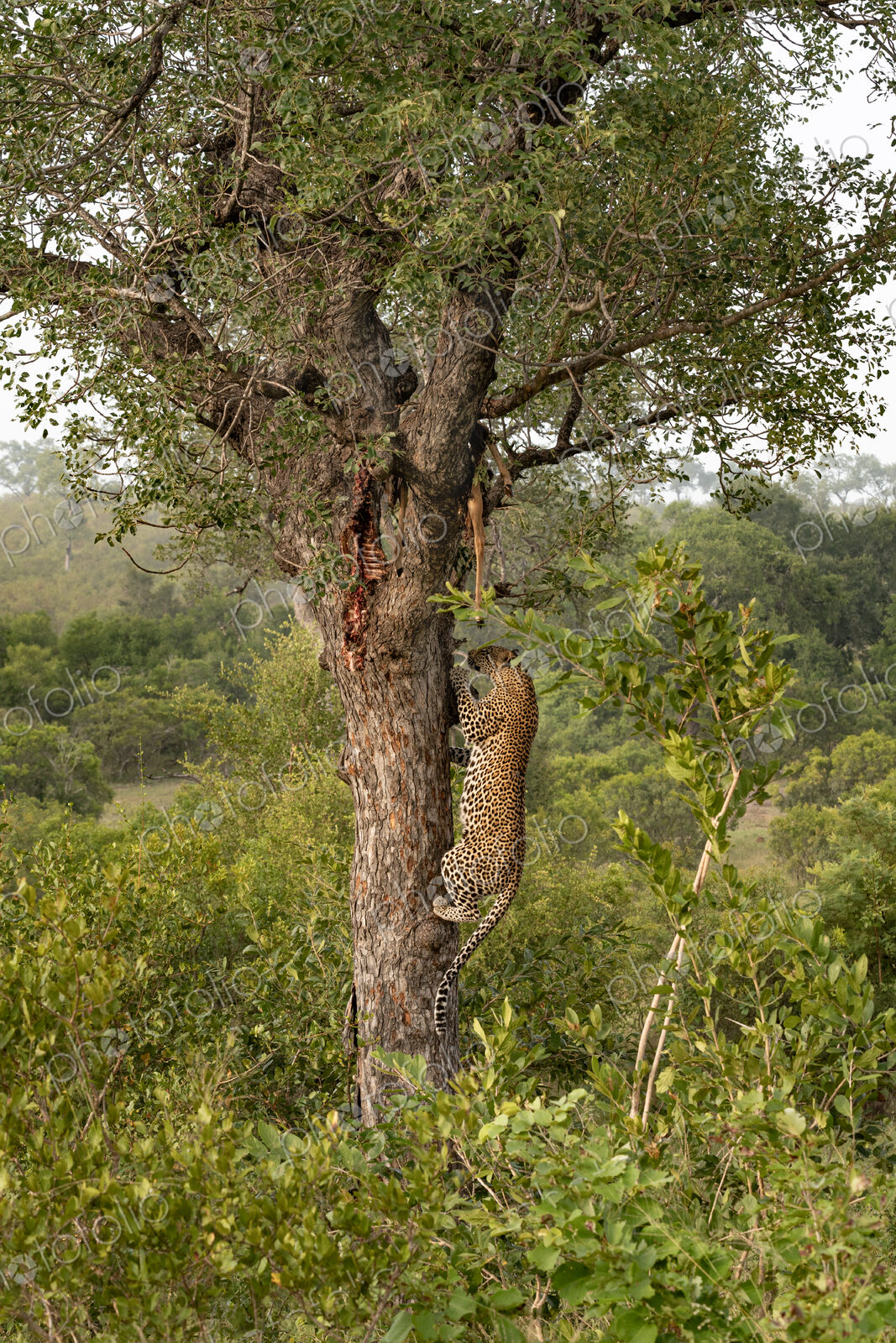 Leopard, Panthera pardus, male climbing a tree to its kill.