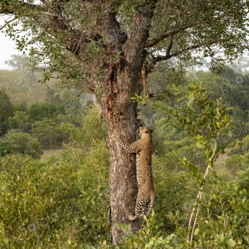 Leopard, Panthera pardus, male climbing a tree to its kill. Leopard, Panthera pardus, male climbing a tree to its kill.